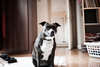 Beautiful American Staffordshire Terrier.