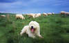 Feliz Sheepdog polonês da planície.