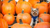 Yorkshire-Terrier zu feiern Halloween.
