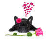 Französisch Bulldog Valentinstag Wallpaper.