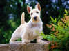 Scottish Terrier foto.