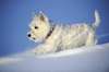 West Highland White Terrier en la nieve.