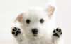 Samoyed Hund auf dem Foto kam in Form der Überraschung
