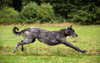Foto do Wolfhound irlandês.