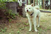 Meraviglioso hardy Eskimo cane foto