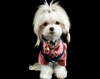 Cute, playful, and fun little Lhasa Apso