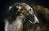 Russischer Windhund schönen, eleganten Hund