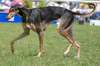 Greyhound veloce e intelligente