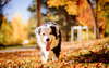Wallpaper mit einem frechen Hund gut hinterhältig mit einem niedlichen kleinen Gesicht
