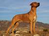 Большая собака, фото с элегантным родезийским риджбеком.