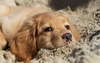 Golden retriever puppy lying on the sand.