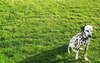 Beautiful Dalmatian on the grass.