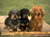 Köpeklerin arkadaş şirket içinde Dachshunds fotoğrafları