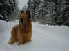 Briard in a snowy forest.