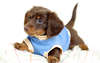 Dachshund puppy in a T-shirt.