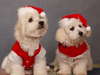Cute dog in Christmas costumes.