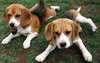 Perro de raza Beagle