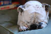 Bulldog inglese dormire.