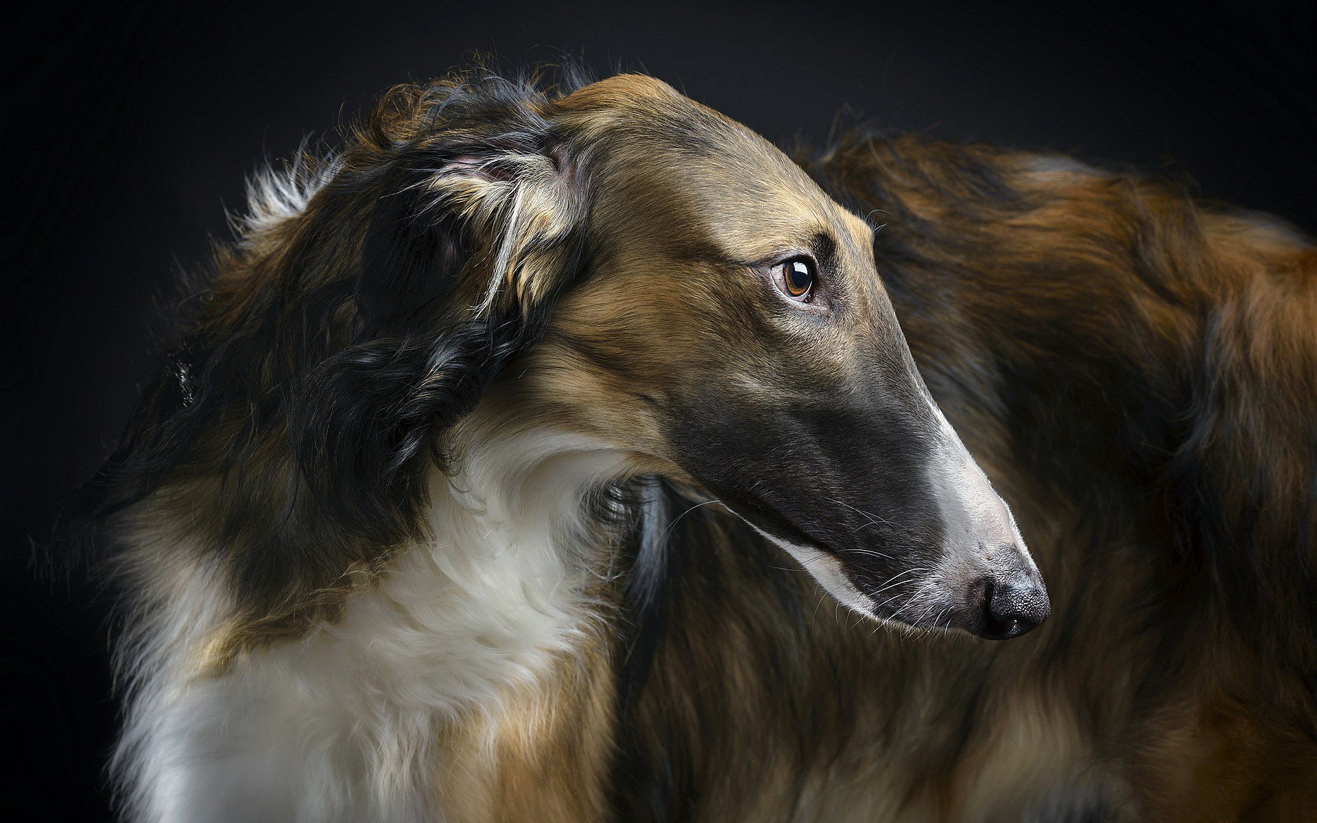 Russischer Windhund schön, elegant, kräftiger Hund, um mehr